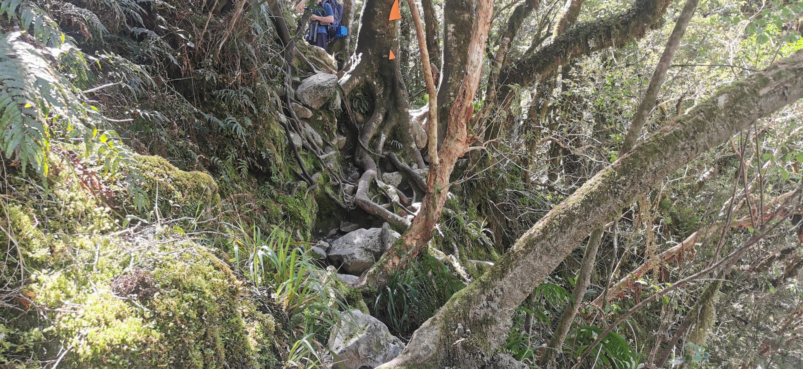 Fiordland